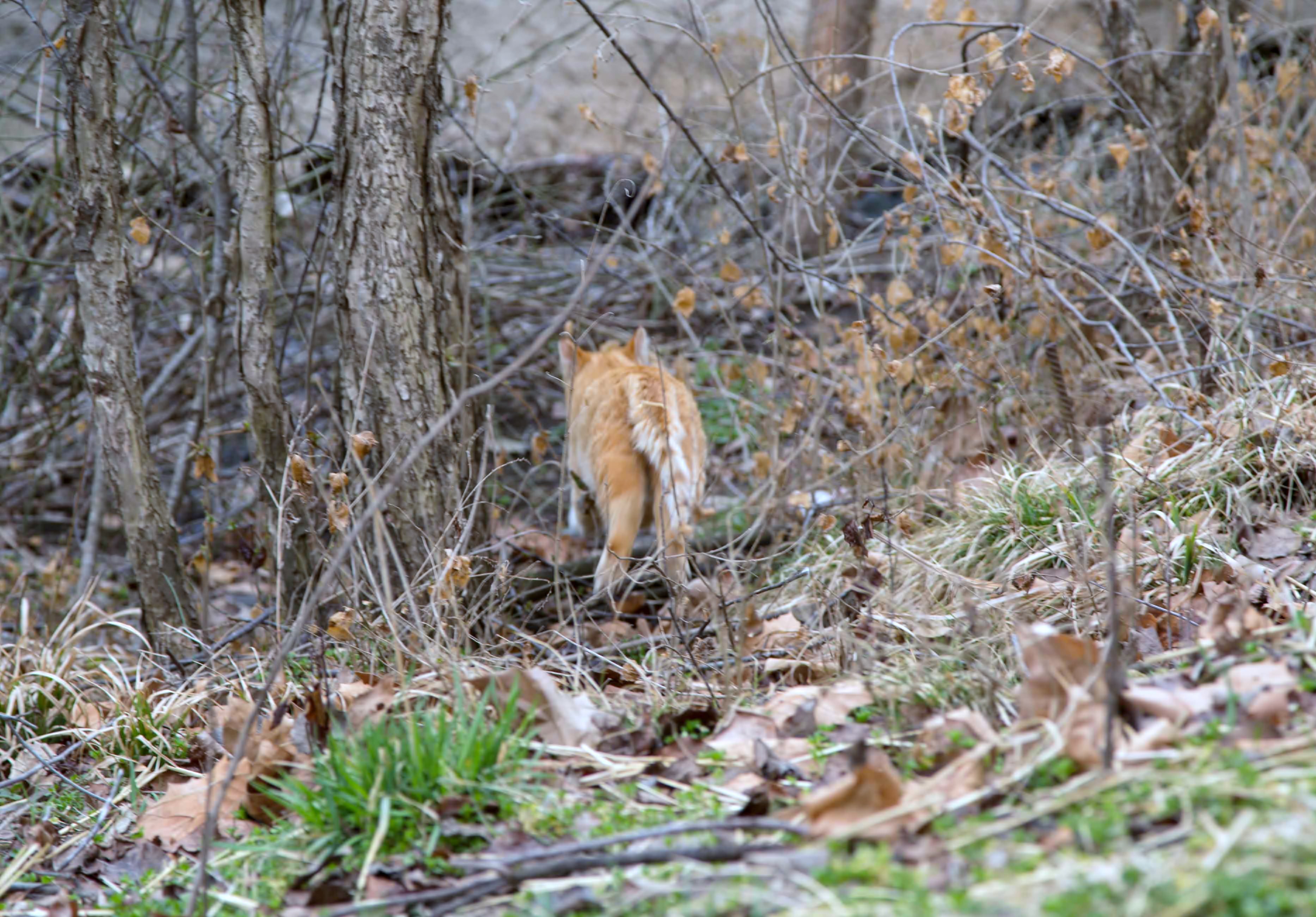 feral cat